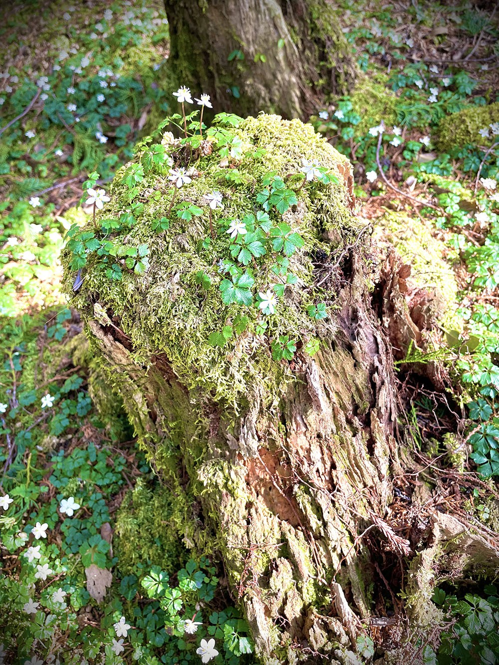 加茂地区 バイカオウレン群生地