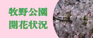 牧野公園　開花状況